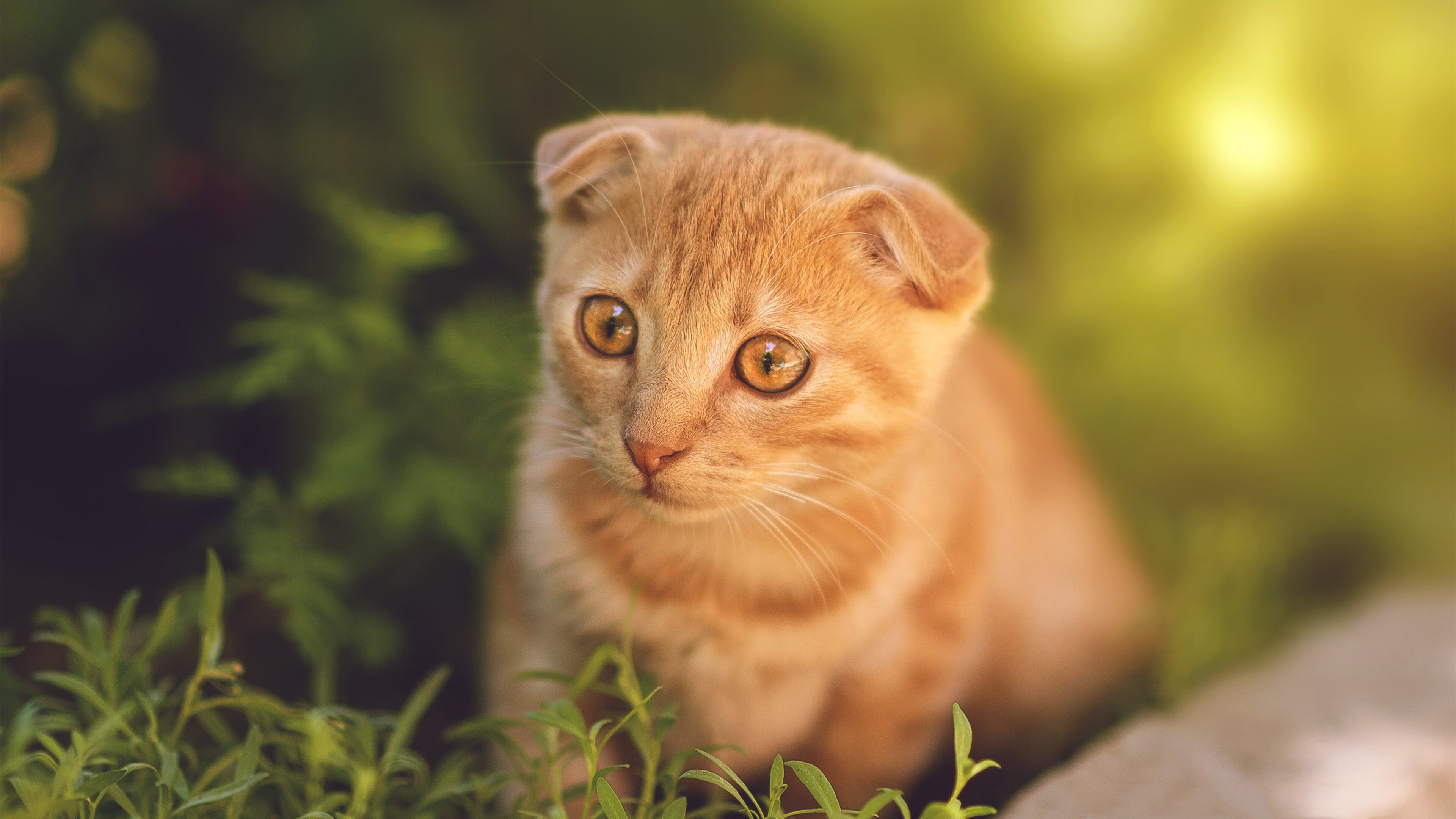 九游体育-冰封鹈鹕，吉林队铁血封锁下的莫兰特时刻